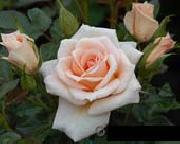 unknow artist Realistic Pink Roses oil painting